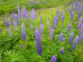 Lupine